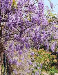 Hong Kong Flower Appreciation | Beautiful blooming of Wisteria at Shenzhen's Qingkuai Tang