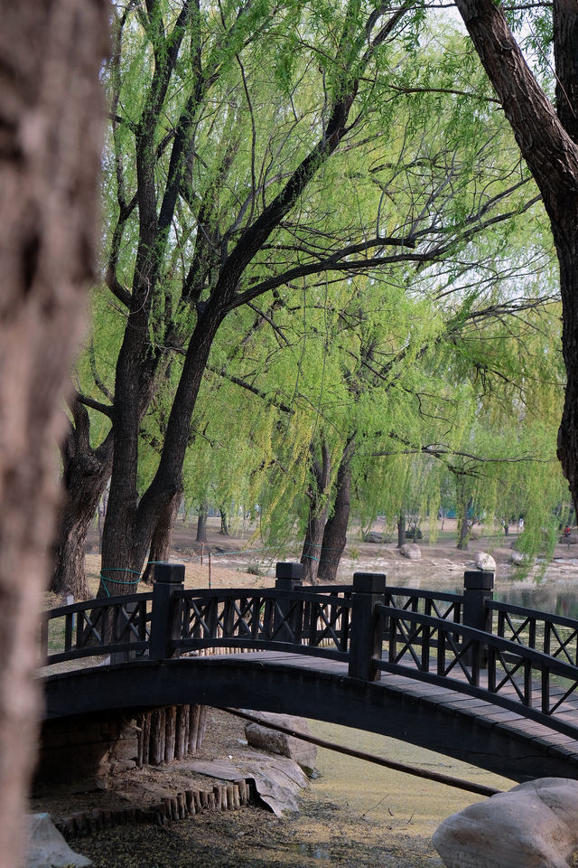 Star River Bay's small park, let's go see the cherry blossoms 🌸