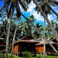Coconut Forest 🌴 