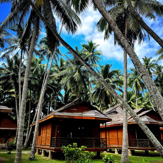 Coconut Forest 🌴 