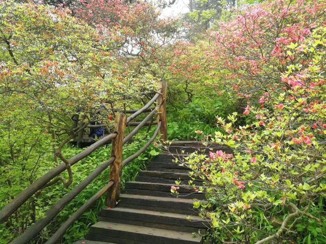 In Ma'cheng, Hubei, the 100,000 mu azalea forest on Guifeng Mountain is in full bloom, and its vast area is unparalleled in China.