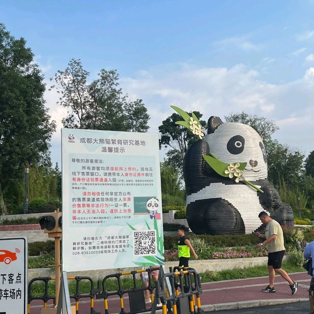 Summer At Chengdu To See Cute Pandas
