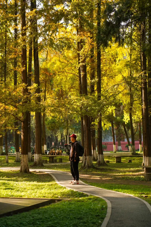 수양버들 숲의 작은 길을 걷는 것은 정말 기분이 좋습니다!