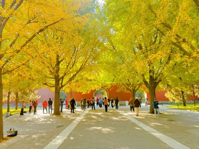 毗鄰故宮的中山公園，也是北京賞銀杏的好地方