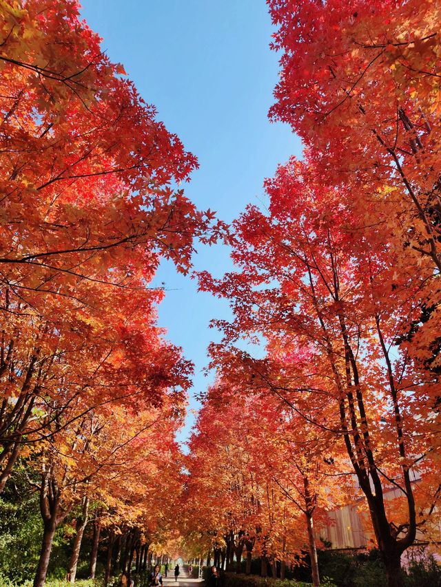 真是美哭了，'終於不用擠天平山園區！陽澄湖楓葉美景讓人陶醉?