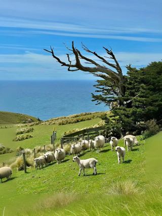 Ah, New Zealand is simply my spiritual home~