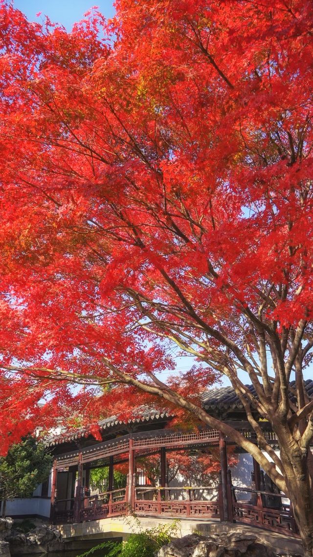 江南秘境賞紅楓方塔園