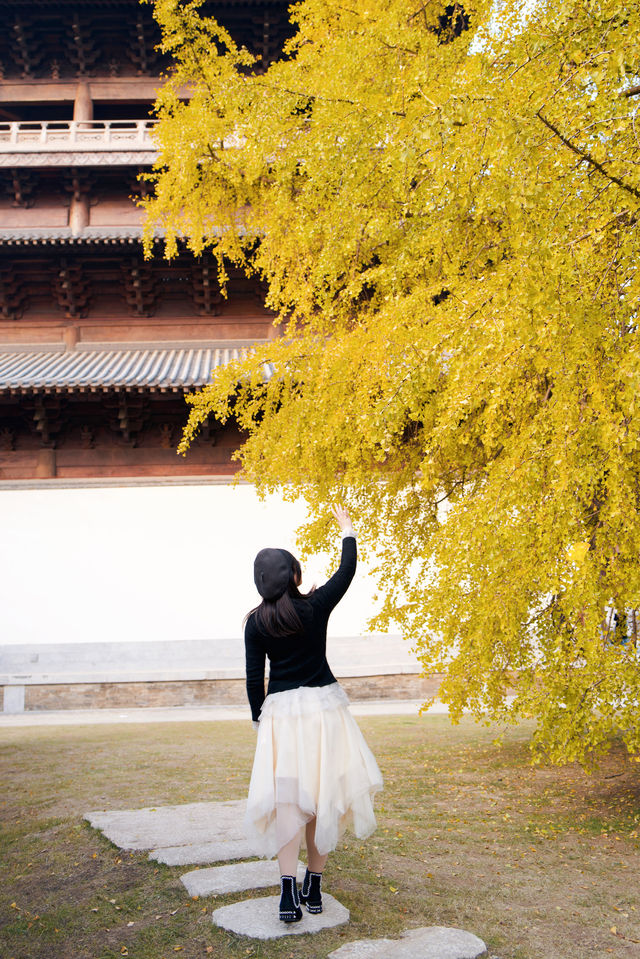 為了這顆900年的銀杏樹，二刷濮院古鎮