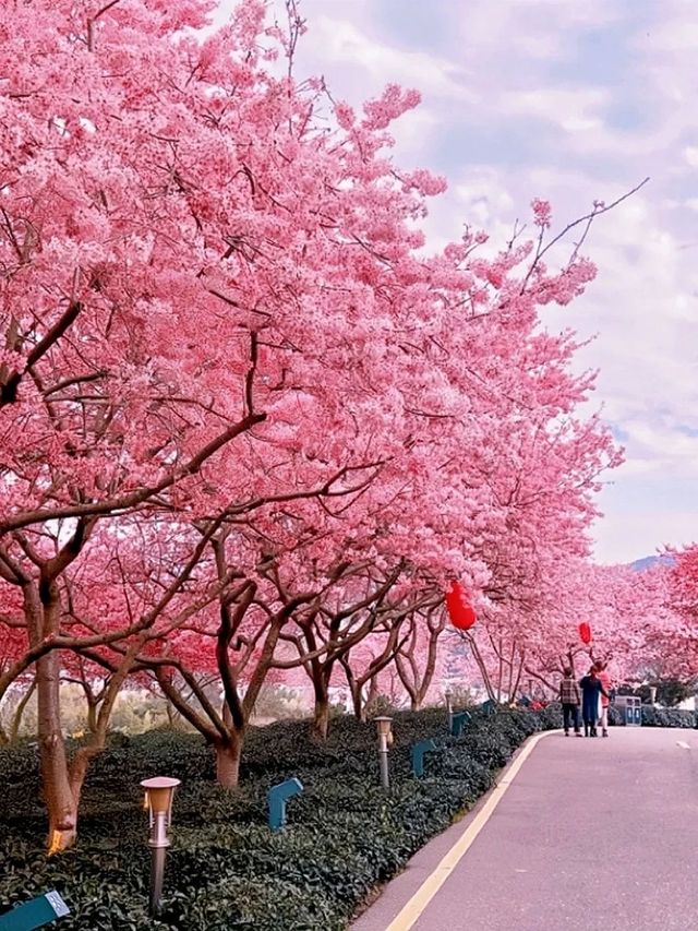 中國最美櫻花景區——“大陸阿里山”