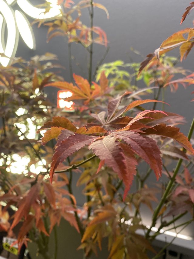 小鎮的楓樹