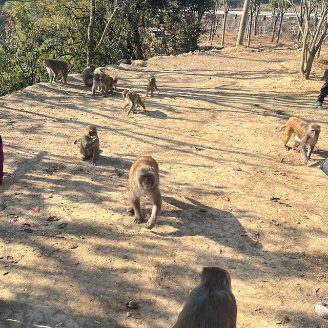 雲南騰沖，火山地熱國家地質公園！推騎馬上山！