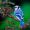 PhoenixPhantom_123