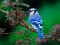 PhoenixPhantom_123