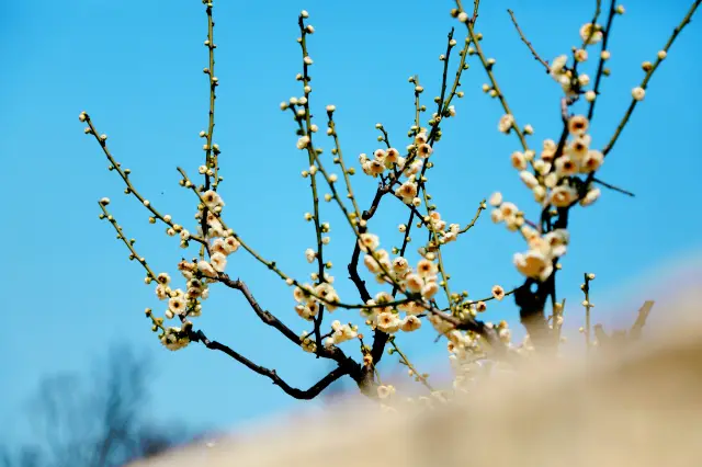 Spring is not only about cherry blossoms, but also plum blossoms