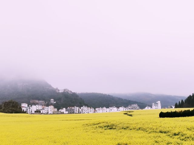 滇東桂自由行（2）/油菜花田的天花板金雞峰叢