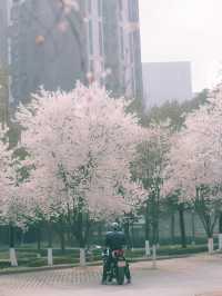 春日賞花，推薦成都這個地方，讚爆朋友圈！