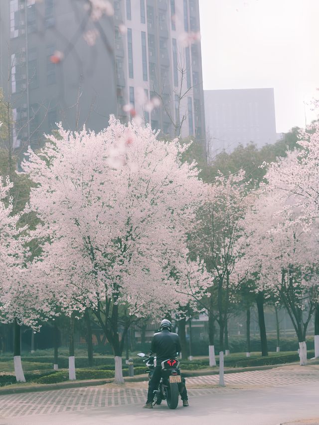 春日賞花，推薦成都這個地方，讚爆朋友圈！