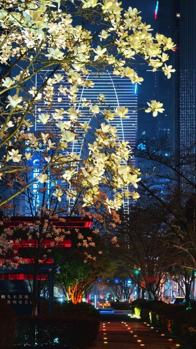 春天一抬頭就在眼前！蘇州雙塔寺的玉蘭花盛開，感受那份閒靜與溫柔之美