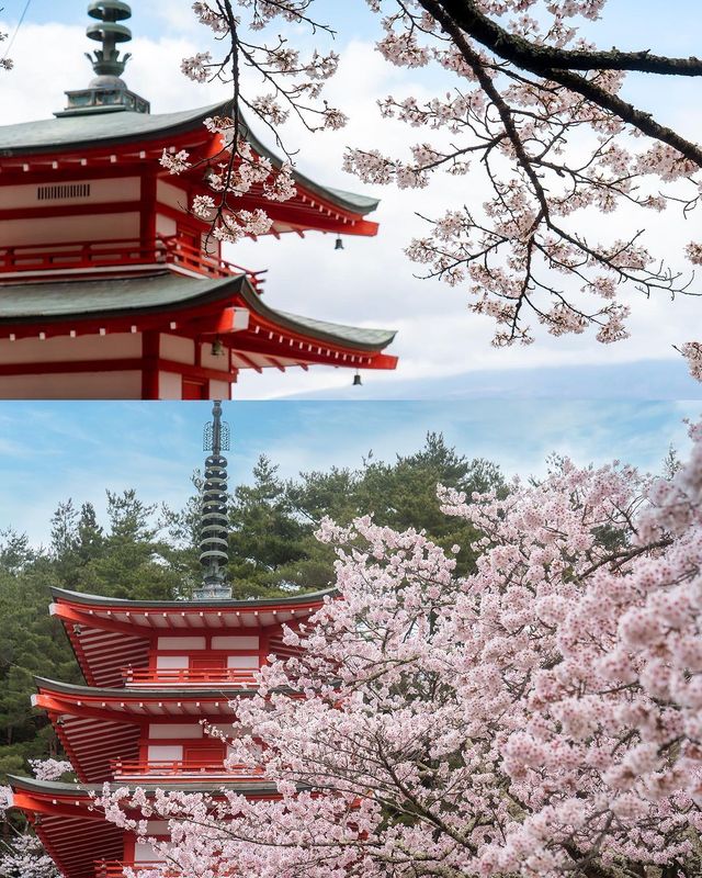 日本を代表する景色、新倉山浅間公園の桜