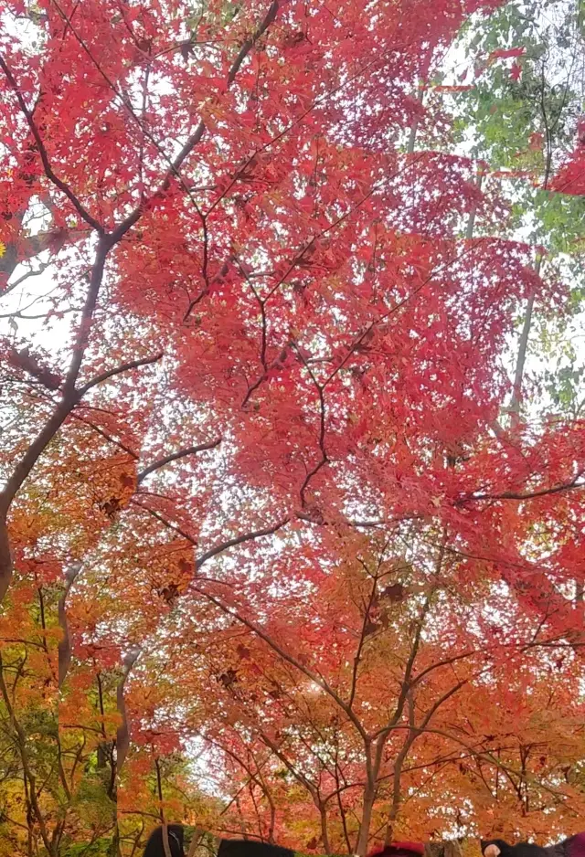 QiXia maple leaves