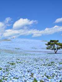 4月中旬～下旬｜茨城縣海濱公園藍色花海來啦