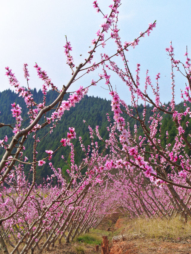 小眾路線看不一樣的景色 | 賞花露營