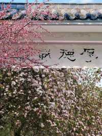 鄭州碧沙崗海棠賞花攻略，碼住賞花不迷路