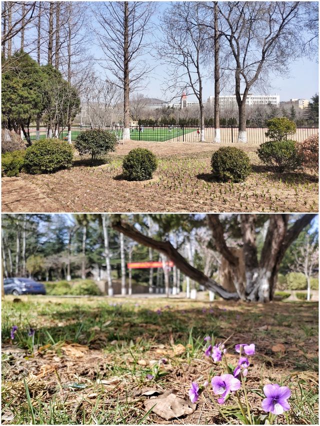 春遊魯東大學（煙台師範學院）