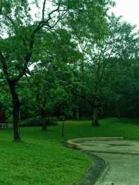 深圳公園拍照|愛上雨天的綠色！孩子花海！