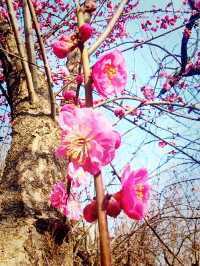 隨春天的腳步來豐慶公園一同感受暖陽、鮮花吧