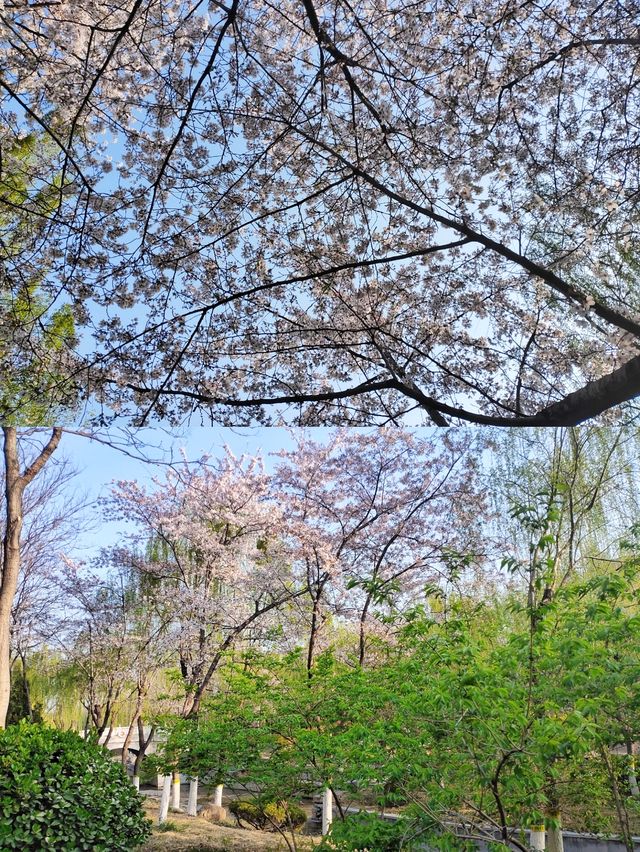 春和景明的張面河景區