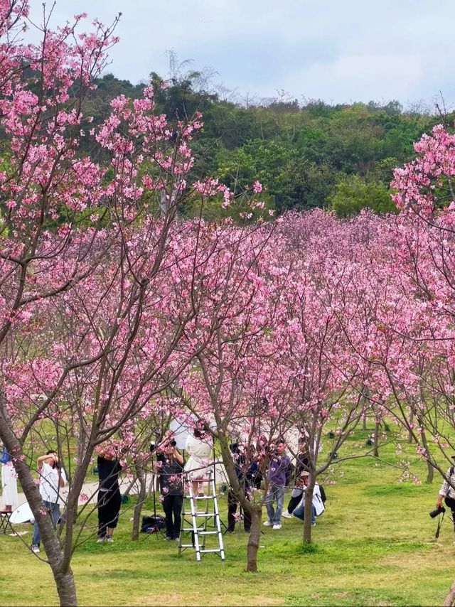 南寧青秀山桃花～～～～開花啦