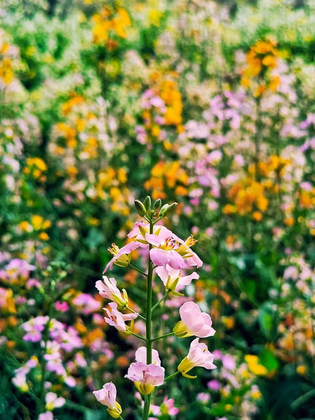 蘇州上方山百花節 附攻略