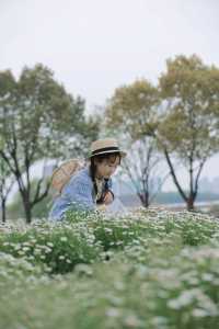 虞美人跟風失敗後，我拍到了絕美小雛菊！