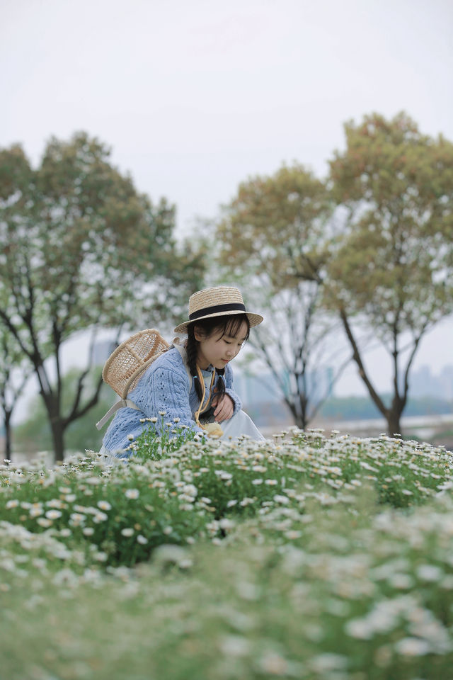 虞美人跟風失敗後，我拍到了絕美小雛菊！