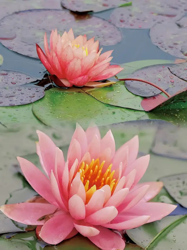 誤って西湖のモネの庭園に入り、この蓮の花の観賞ルートを歩いています🪷美しすぎます