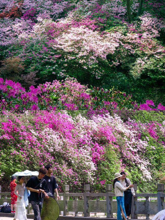 《桂林植物園：攝影愛好者的天堂》