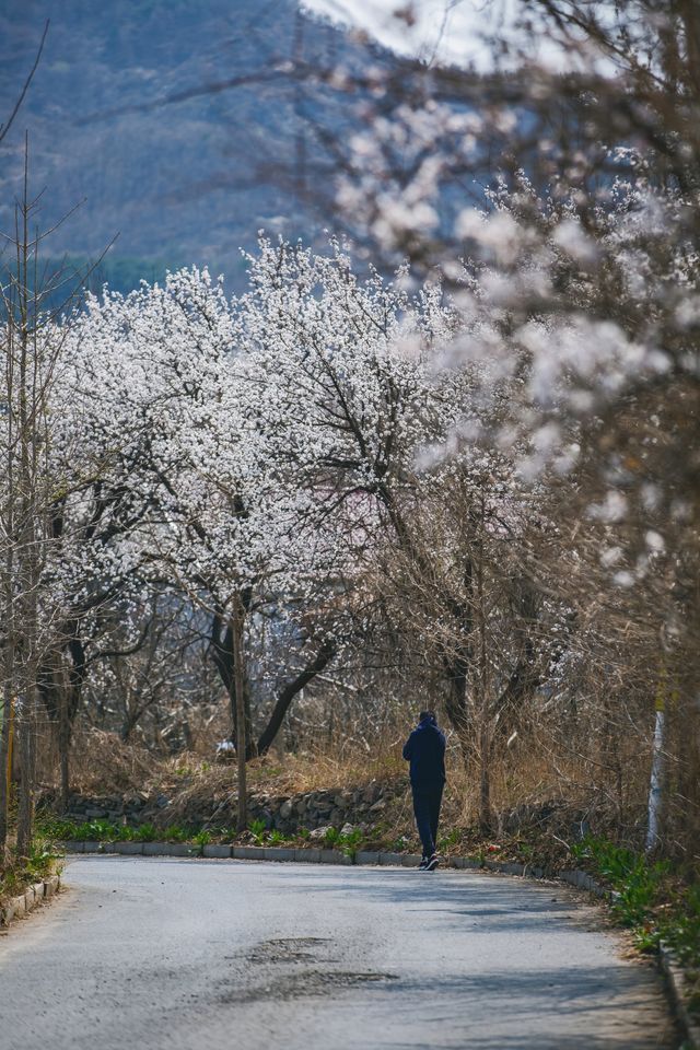 周末好去處，大連的杏花村