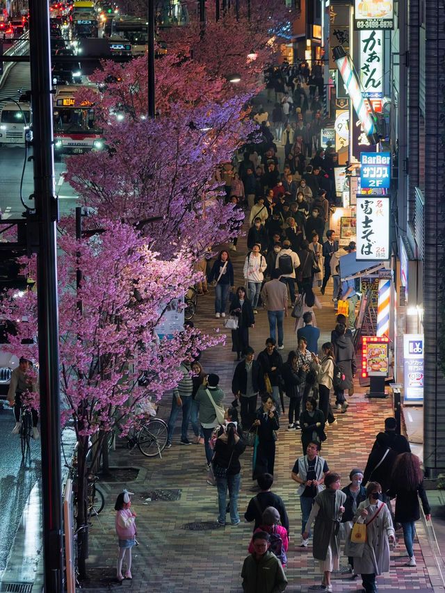 澀谷的夜晚：在櫻花綻放中感受獨特魅力！