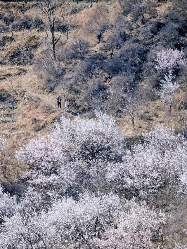 A mountain 🏔️ of spring 🌸 