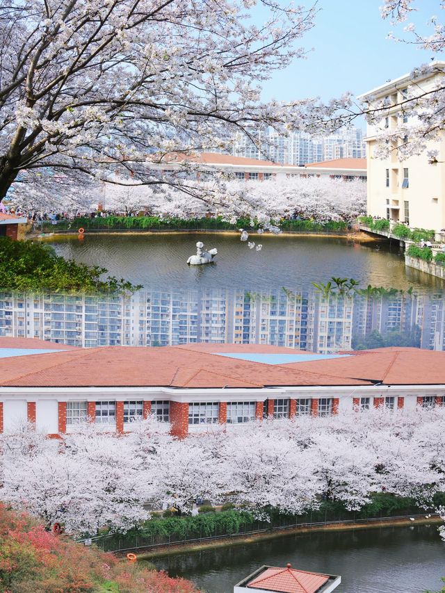 又一個免費頂流櫻花聖地，就在長沙！ | 誤入宮崎駿筆下的櫻花大道