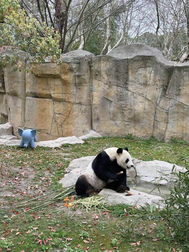 上海野生動物園保姆級攻略