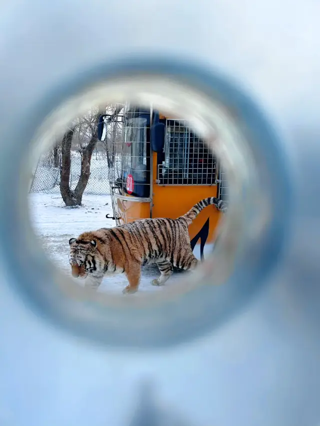 Glimpsing tigers at the Heilongjiang Northeast Tiger Forest Park