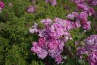 鄭州版的莫奈花園 | 西流湖公園賞花