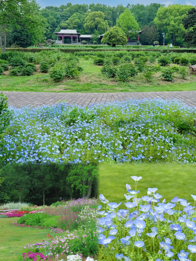 南京的莫奈花園！ | 這也太浪漫了…