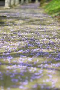 重慶版「小昆明」！3公里藍花楹盛開了