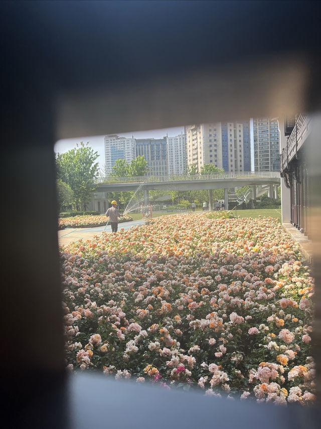 上海市區的壯觀月季花海