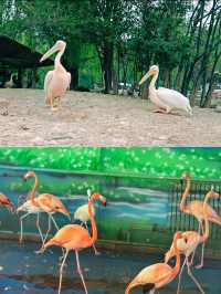 去秦嶺野生動物園這一篇就夠了全攻略
