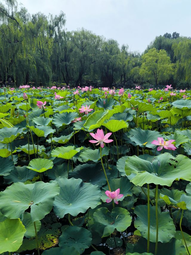 荷花蓮花連翹紫薇｜陶然亭公園太寶藏了