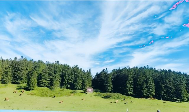 仙女山旅遊攻略